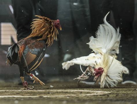 cockfighting breeds
